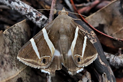 Grammodes oculicola Moth (Grammodes oculicola)